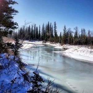 Scenic view of frozen trees against clear sky