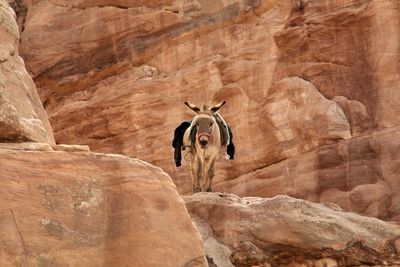 Horse on rock formation