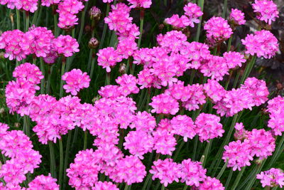 Full frame shot of pink flowering plants