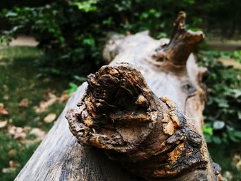 Close-up of driftwood on tree trunk