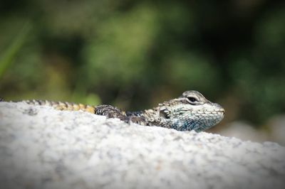 Close-up of lizard on rock