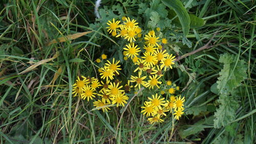 Yellow flowers blooming in park