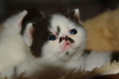 Close-up portrait of cat