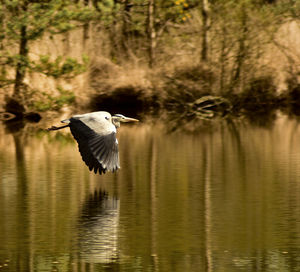 Bird flying over water