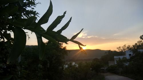 Close-up of silhouette plants against sky during sunset