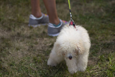 Low section of person with dog on field