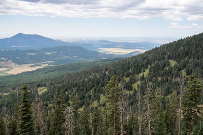 Scenic view of pine trees against sky