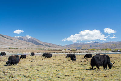 View of sheep on field against sky