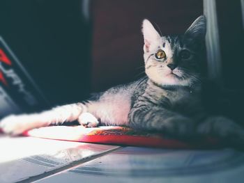 Close-up portrait of a cat