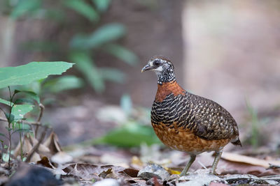 Close-up of a bird perching on a field