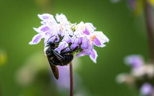 Close-up of butterfly pollinating on purple flower