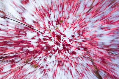 Full frame shot of pink flower