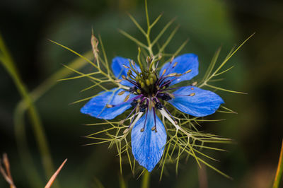 Close-up of purple flowering plant