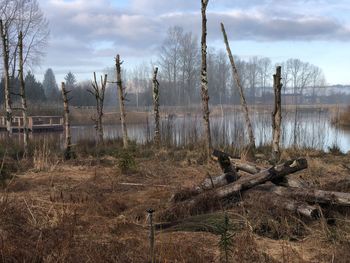 Plants growing on land against sky