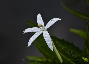 Close-up of wet white flower plant