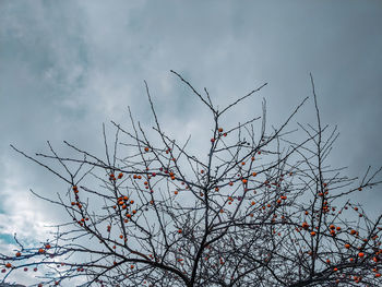 Low angle view of bare tree against sky