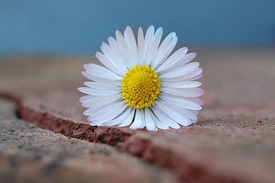 Close-up of white daisy flower