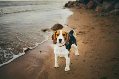 Portrait of dog on beach