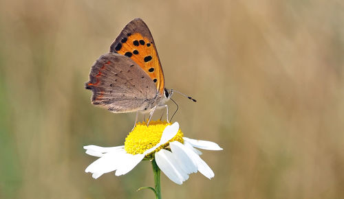 Close-up of butterfly pollinating on white daisy