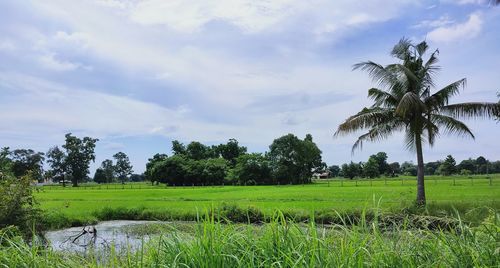 Scenic view of palm trees on field against sky