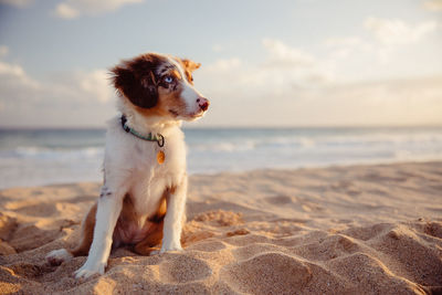 Dog looking away on beach