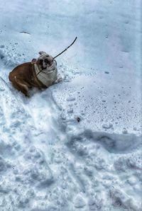 High angle view of dog on snow field