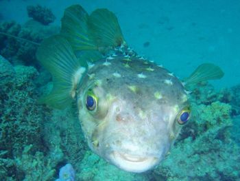 Close-up portrait of fish swimming in sea