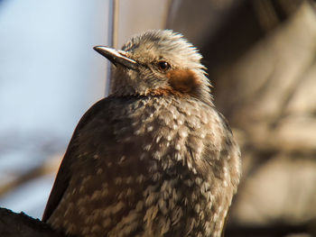 Close-up of bird