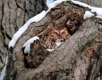 View of an animal on tree trunk