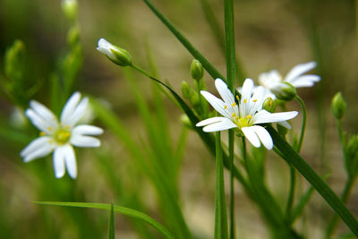 Close-up of white flowering plant