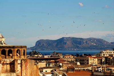 Birds flying over sea and buildings in city