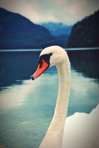 Close-up of swan in water