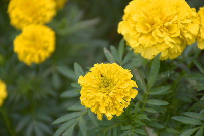 Close-up of yellow flowering plant