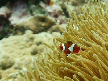 Close-up of clownfish and sea anemone undersea