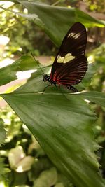 Close-up of butterfly perching on leaf