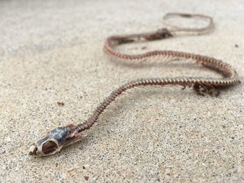 Close-up of snake skeleton on ground