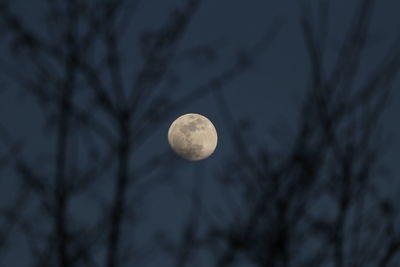 Low angle view of moon in sky at night