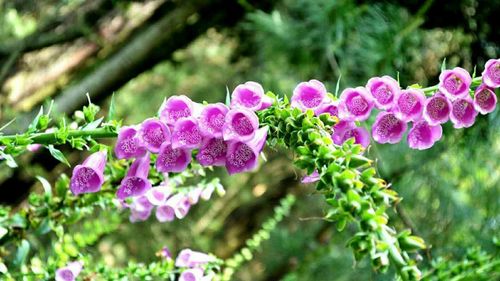 Close-up of pink flower