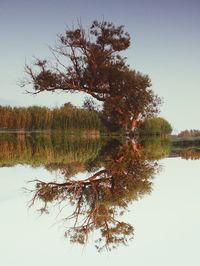 Reflection of trees in water
