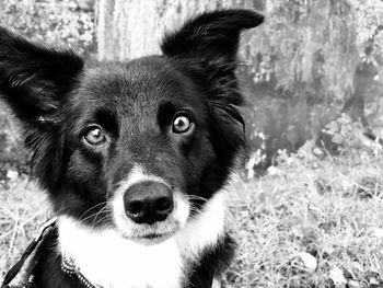 Close-up portrait of dog on field