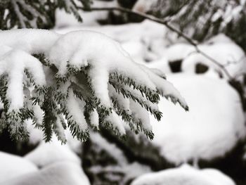 Close-up of hand feeding during winter