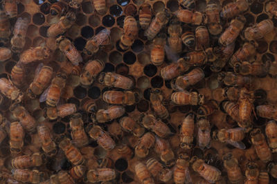 Full frame shot of honey bees
