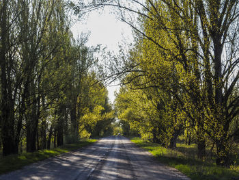 Road amidst trees during autumn