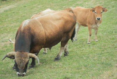 Cows grazing on field