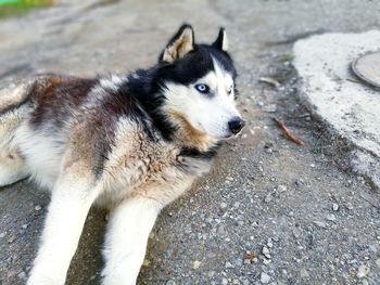 Close-up portrait of dog