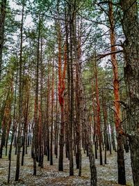 Low angle view of pine trees in forest