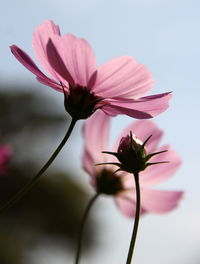 Close-up of cosmos blooming outdoors