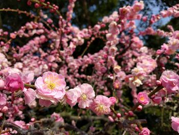 Close-up of plum blossoms tree