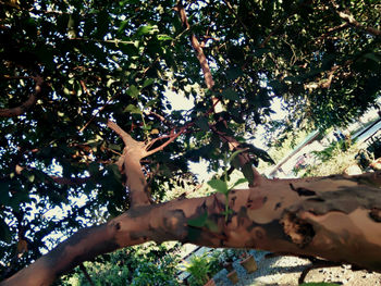 Low angle view of trees against sky