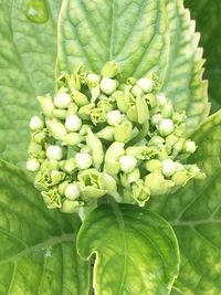 Close-up of green plant